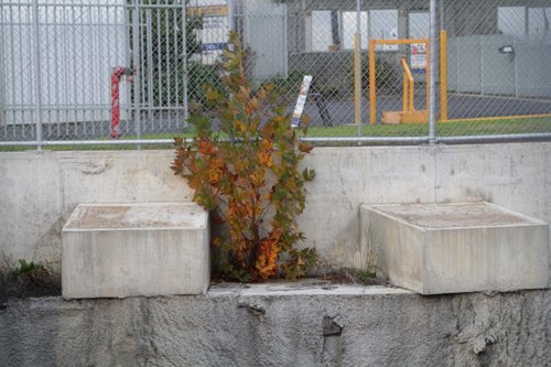 Tree growing out of the concrete cutting walls at Mitcham station