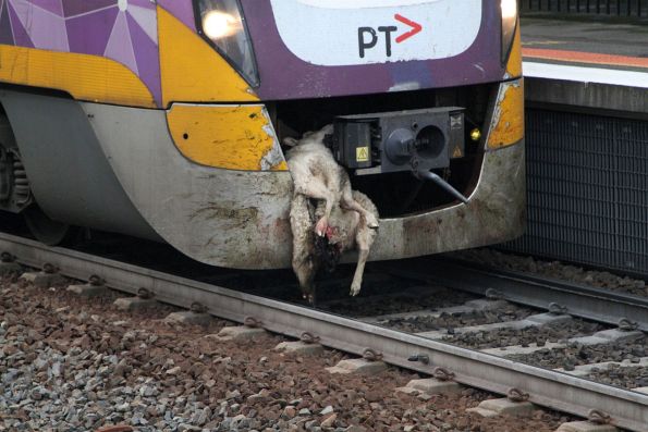 Dead sheep stuck to the front of VLocity VL03 on arrival at Sunshine